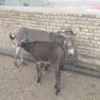 دو راس خر الاغ شیری کره دار جوان چاق|حیوانات مزرعه|رامند, |دیوار