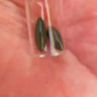 ماکت سنگ اصلی ب شرط تسط|کلکسیون و سرگرمی|اهواز, کیانپارس |دیوار