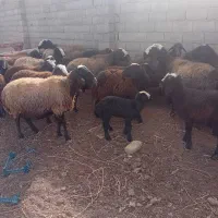 میشبره|حیوانات مزرعه|ری, فیروزآباد|دیوار