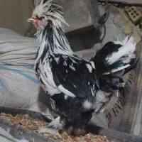 2عدد خروس زینتی یکیش سلطان|پرنده|آران و بیدگل, |دیوار