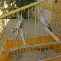 مرغ عروس|پرنده|کاشان, درب جوشقان|دیوار