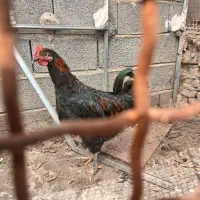 فروش یک عددمرغ بالغ تخمگذار وچاق