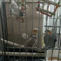 فروش 3 عدد عروس هلندی مولد|پرنده|بوکان, |دیوار