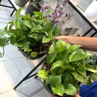 گل های سانسوریاآپارتمانی در همه مدل(۲۰۰هزار تومان)|گل و گیاه طبیعی|تهران, شهرک ولیعصر|دیوار