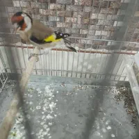 یک عدد سهره بسیار زیبا خوشکل قواره دار