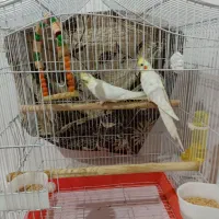 جفت عروس هلندی بالوازم وقفس|پرنده|رامسر, |دیوار