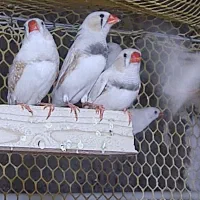 حراج پاییزه فنچ