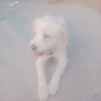 سگ پاکوتاه