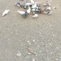 کفتر|پرنده|سلفچگان, |دیوار