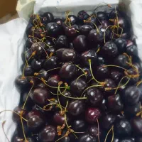 گیلاس درشت