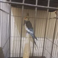 عروس هلندی جفتی ۲۵۰۰۰۰۰ با قفس|پرنده|پردیس, فاز ۱۱|دیوار