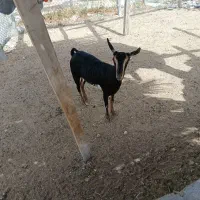 کیسه سلاله