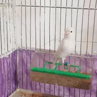 قناری|پرنده|شیراز, شریف‌آباد|دیوار