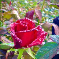 (فریمان)استخدام کارگراقادرگلخانه گل رزشاخه بریده|استخدام صنعتی، فنی، مهندسی|مشهد, کوشش|دیوار