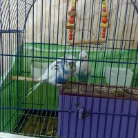 مرغ عشق نروماده همراه قفس