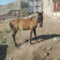 کره اسب ماده ۵ ماهه