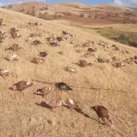 بوقلمون محلی