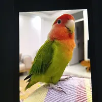 سلام هرکی پیدا کرده 2برابر ارزش پرنده مژدگانی میدم
