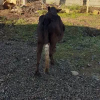 گاو همراه گوساله دورگ  مخصوص خانه دار ۸۵۰۰۰۰|حیوانات مزرعه|شاندرمن, |دیوار