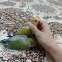 طوطی برزیلی کاملا دستی جفت با بچه