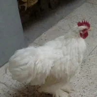 قفس. کوشین|لوازم جانبی حیوانات|مشهد, حجت|دیوار