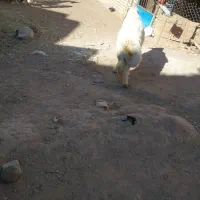 حیوانات مزارع|حیوانات مزرعه|کوهسرخ, |دیوار