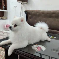 واگذاری دو قلاده سگ پاکوتاه خانگی|سگ|سبزوار, علمدار|دیوار