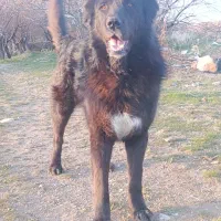 سگ سرابی جهت معاوضه