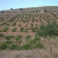 باغ انگور یاقوتی ۳۰۰۰ متری|فروش دفتر صنعتی، کشاورزی، تجاری|شیراز, ویلاشهر|دیوار