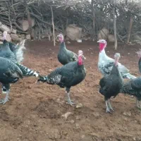 بوقلمون|پرنده|چگنی, |دیوار