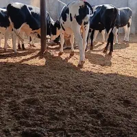 کود حیوانی ( گاوی )