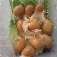 حلزون درمانی مخصوص حلزون تراپی