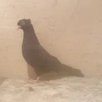 کبوتر سیاه