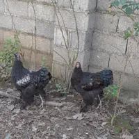 نیمچه خروس برهما|حیوانات مزرعه|طاهرگوراب, |دیوار