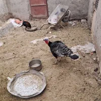 بوقلمون یک نر و یک ماده|حیوانات مزرعه|نیمروز, |دیوار