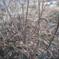 فروش نهال گردوی خوشه‌ای