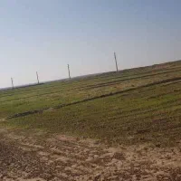 فروش 50 هکتار زمین کشاورزی آبی در شعیبیه
