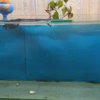 آکواریوم شیشه خم شرکتی|ماهی|رشت, پل تالشان|دیوار