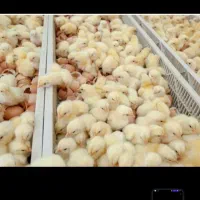 جوجه سان پارس