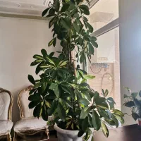 گلدان شفلرا