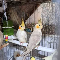 عروس هلندی|پرنده|هشتگرد, شهرک ولیعصر (مصلی)|دیوار