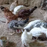 مرغ تخم گذار و جوجه مرغ بزرگ|حیوانات مزرعه|کوهدشت, |دیوار