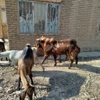 فروش یک راس دیر جوان