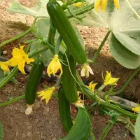 خیارگلخانه|خوردنی و آشامیدنی|خمک, |دیوار