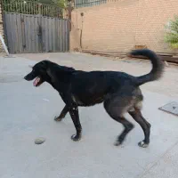 سگ نگهبان نژاد خراسانی با افغان|سگ|پاکدشت, پاکدشت (مامازند)|دیوار