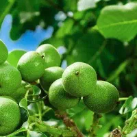 پخش نهال گردو لارا شناسه دار