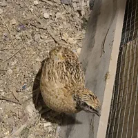 بلدرچین نر و ماده زیر قیمت