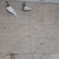 یک جفت کفتر کله