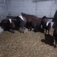 میش بره نر و ماده|حیوانات مزرعه|تنکمان, |دیوار