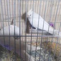 طوطی عروس آلبینو